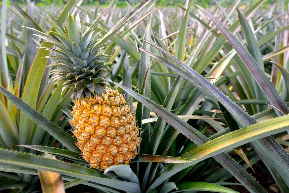 Pineapple Fiber Foods High in Fiber