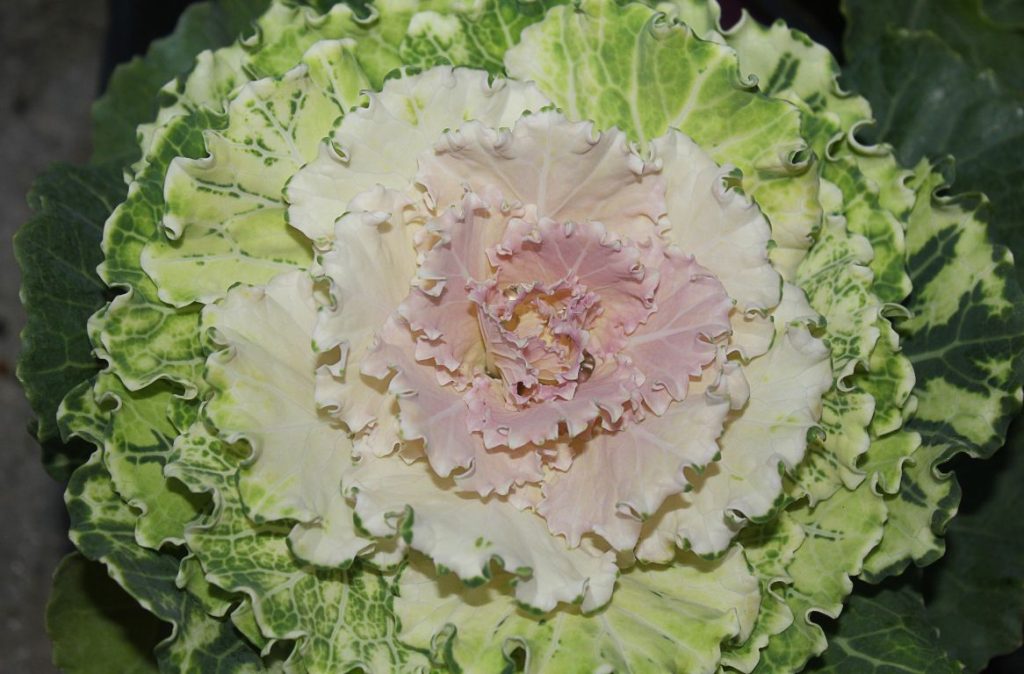 Wild cabbage
