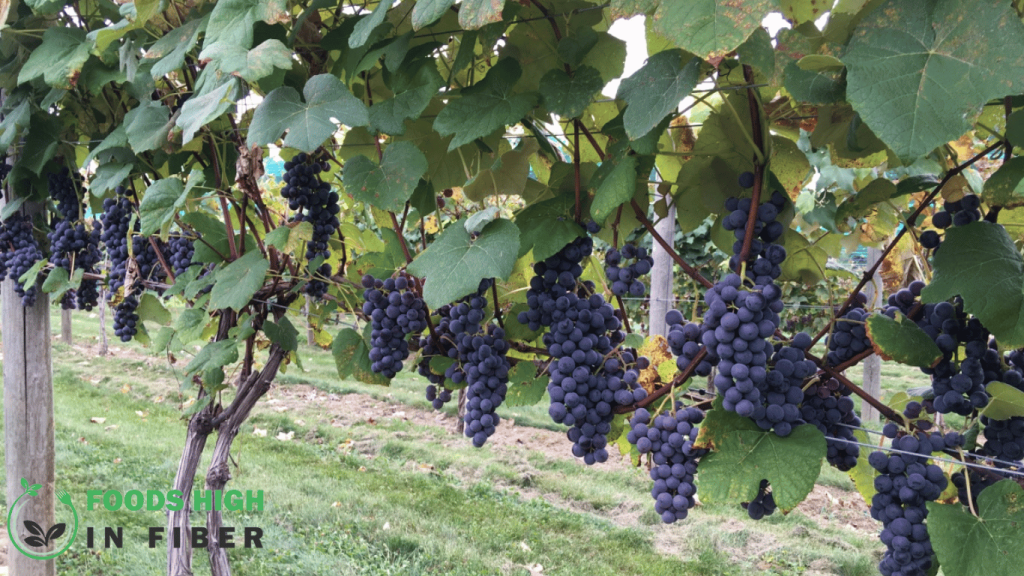 Growing Your Purple Grapes